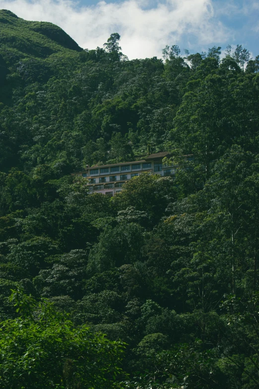 a boat that is in some tall trees