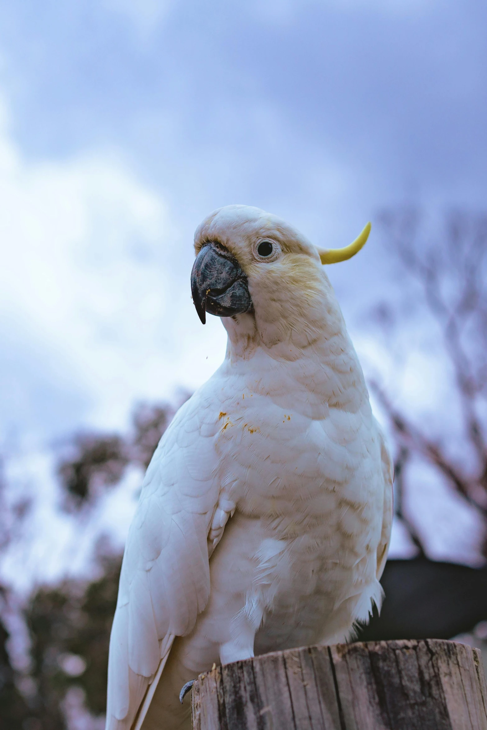 a white parrot perched on top of a wooden pole