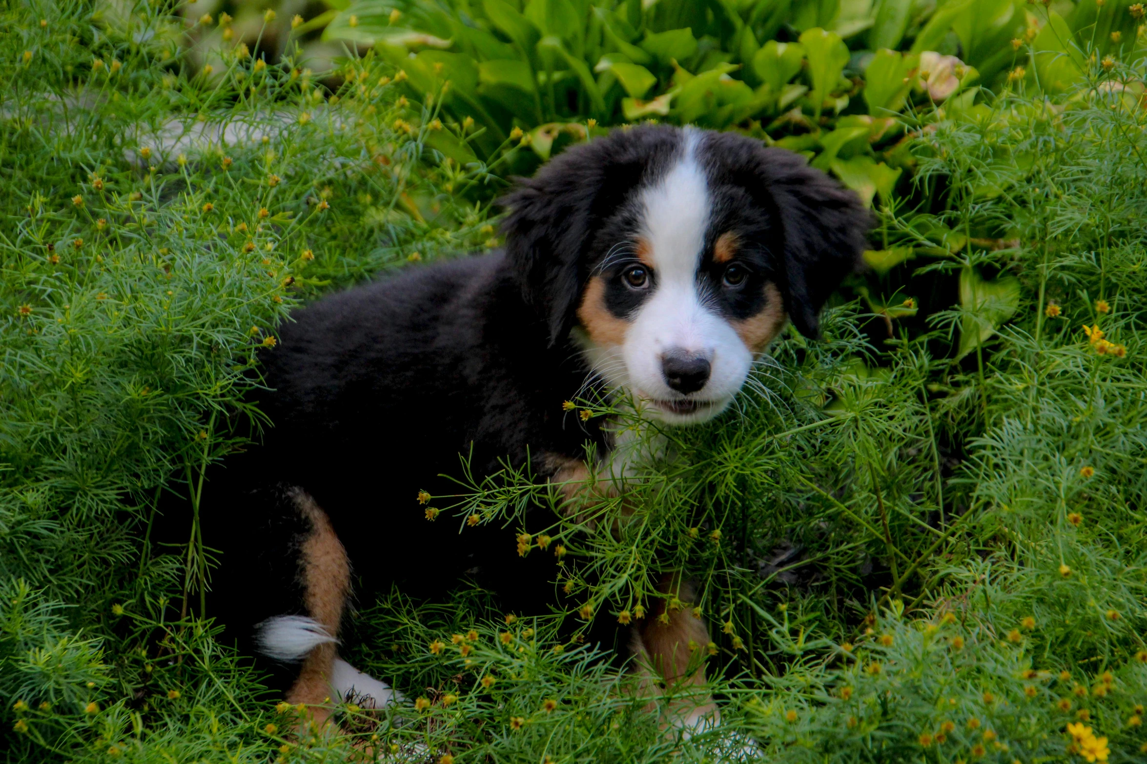 a small black and white dog is sitting in the grass