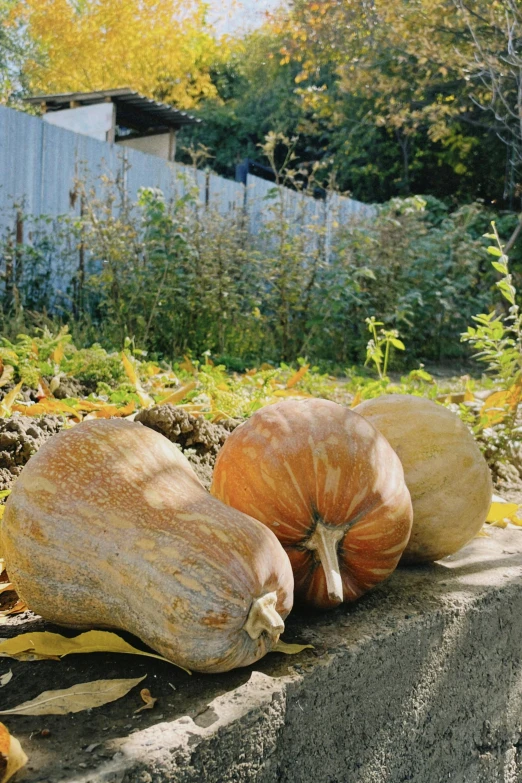 four gourds sitting on top of some rocks