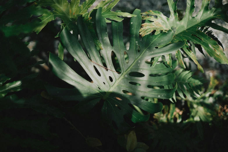 a plant with lots of leaves on it