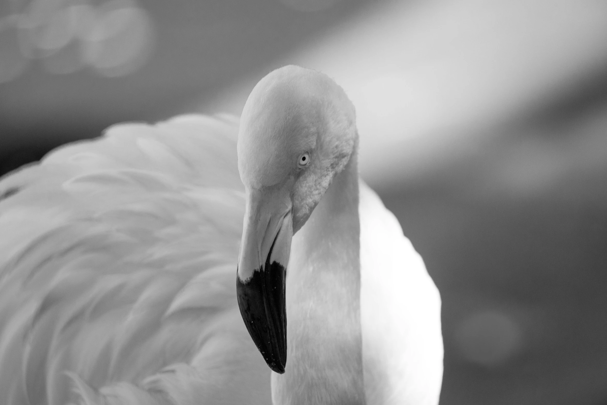 black and white image of a flamingo staring at the camera