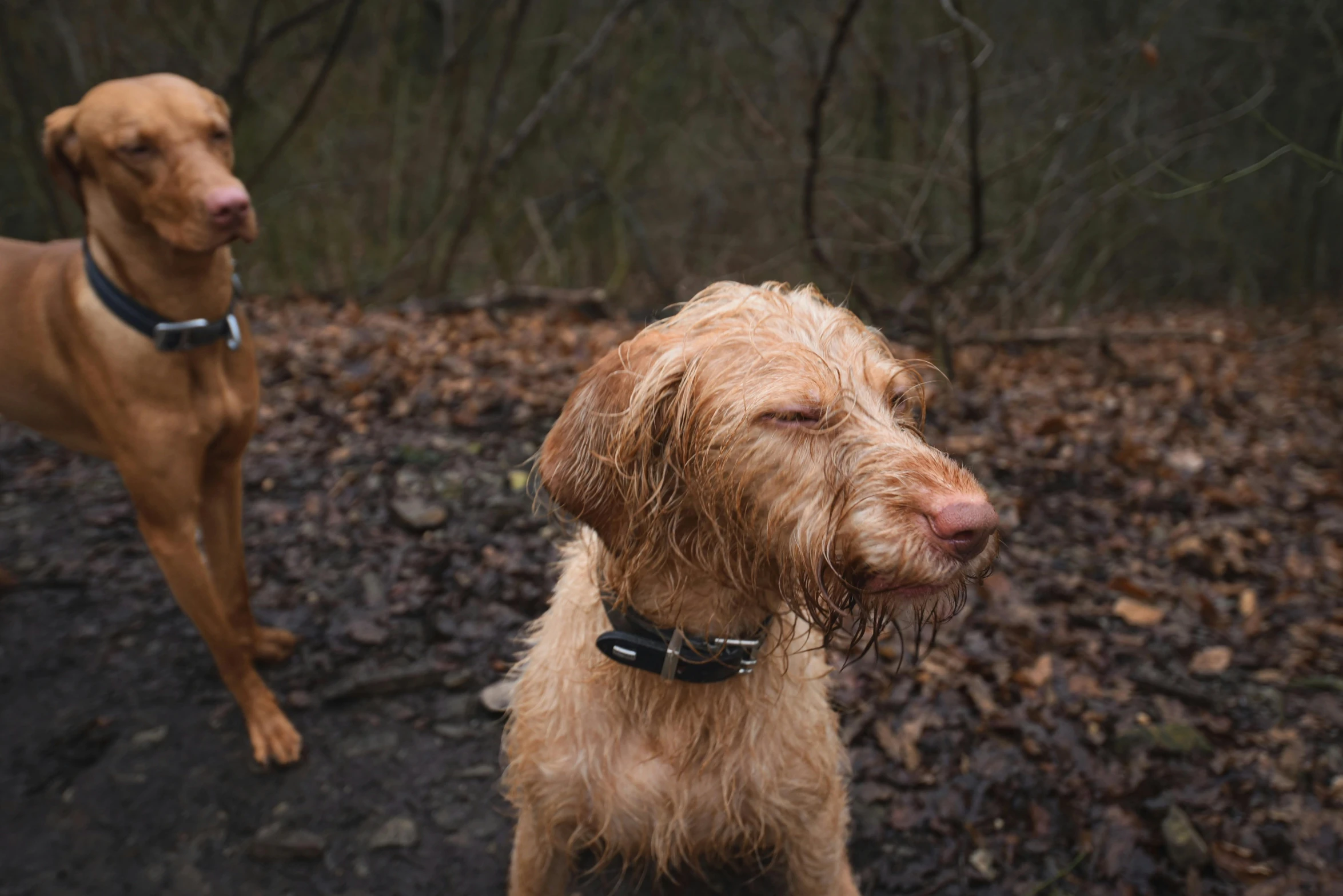 a brown dog with wet fur on his face stands in the woods