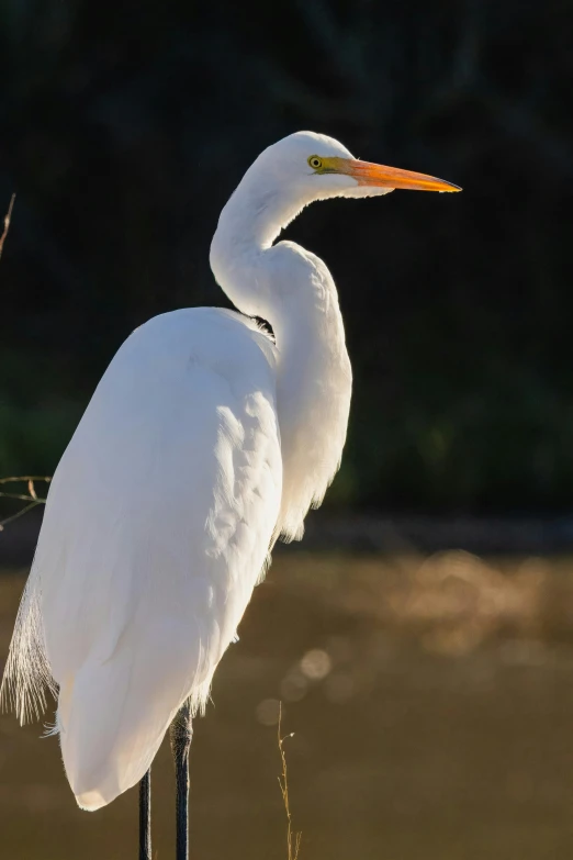 a close up of a white bird with a long beak