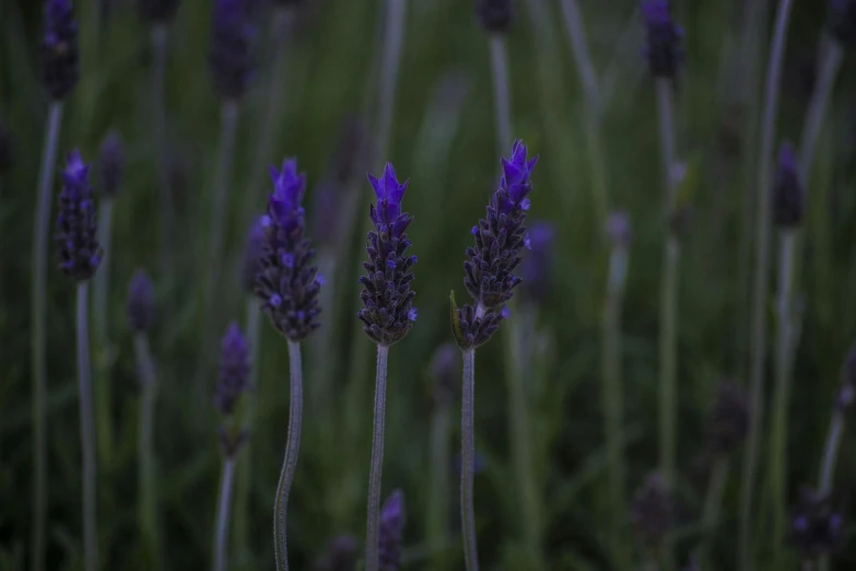 some purple flowers with green and black background