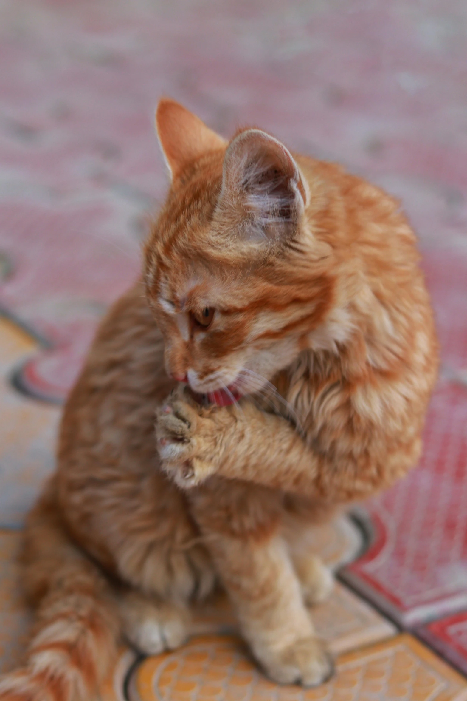 an orange cat scratching his claws with its paw