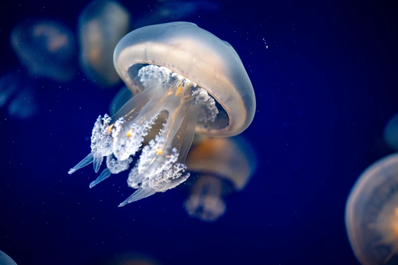 a couple of small jellyfish floating next to each other