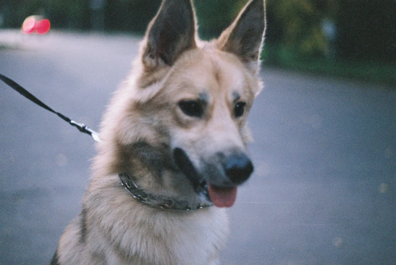 a close - up of the front and side of a german shepherd dog, sitting on a leash, looking into the distance