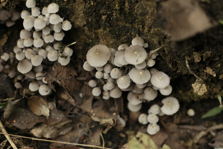 a bunch of small mushrooms growing out of the moss