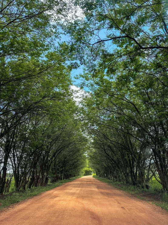 this is a po of a tree line road