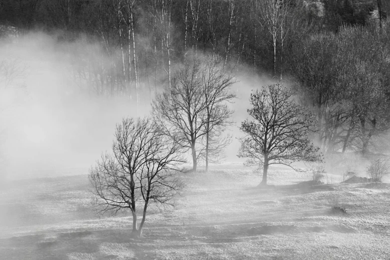 two bare trees are in the fog near a hillside