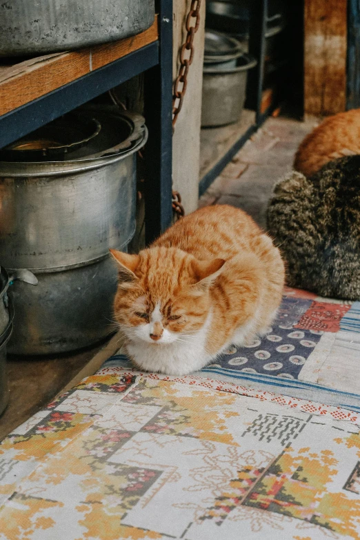 three cats sit near two metal buckets of food