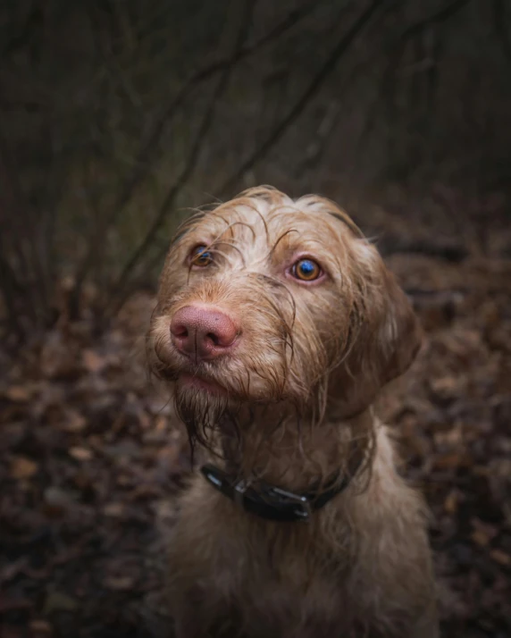 a brown dog sitting on top of a forest filled with leaves