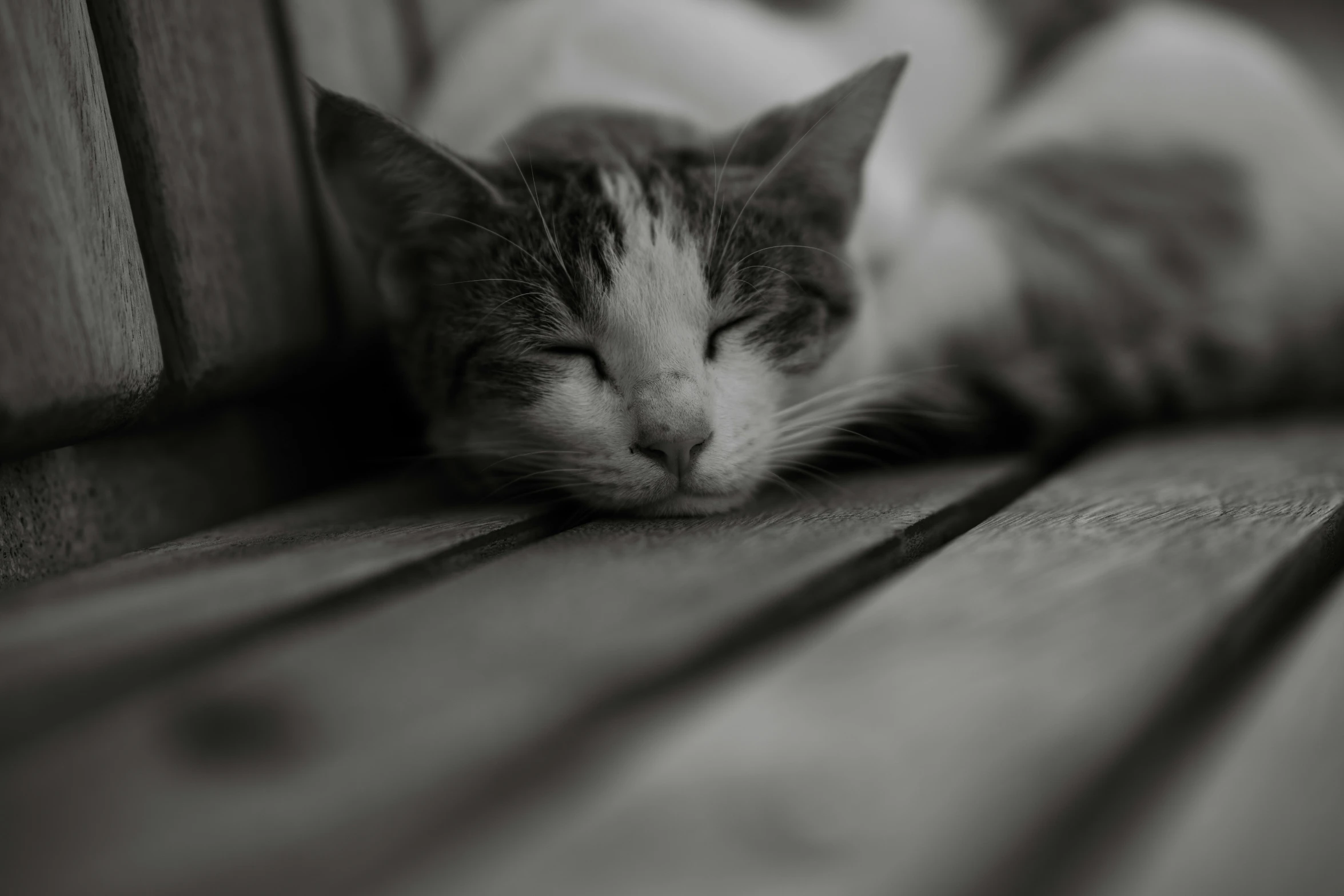 black and white po of a cat sleeping on the floor