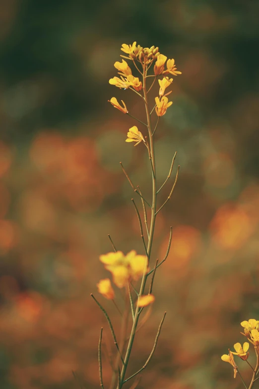 yellow flowers are in bloom near a blurry background