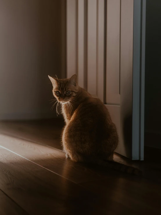 the cat is sitting on the wood floor in front of the door