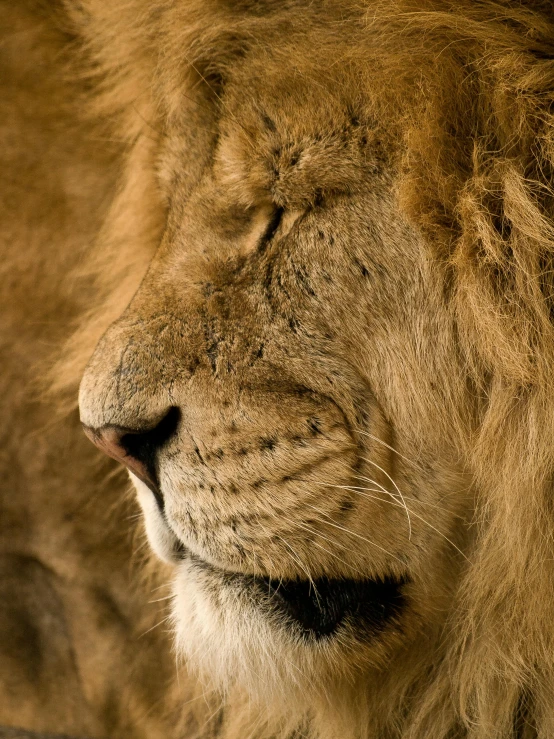 a close up of a large lion face