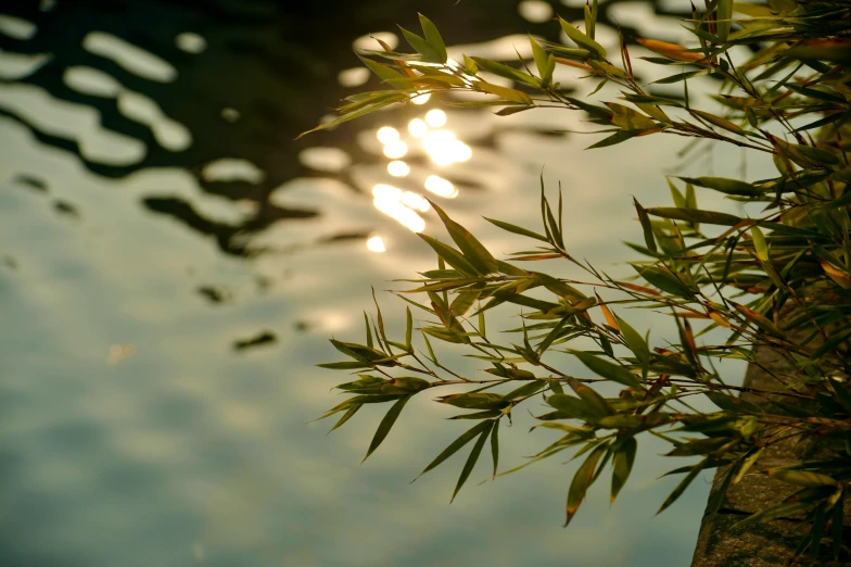 a water scene shows green plants next to a body of water