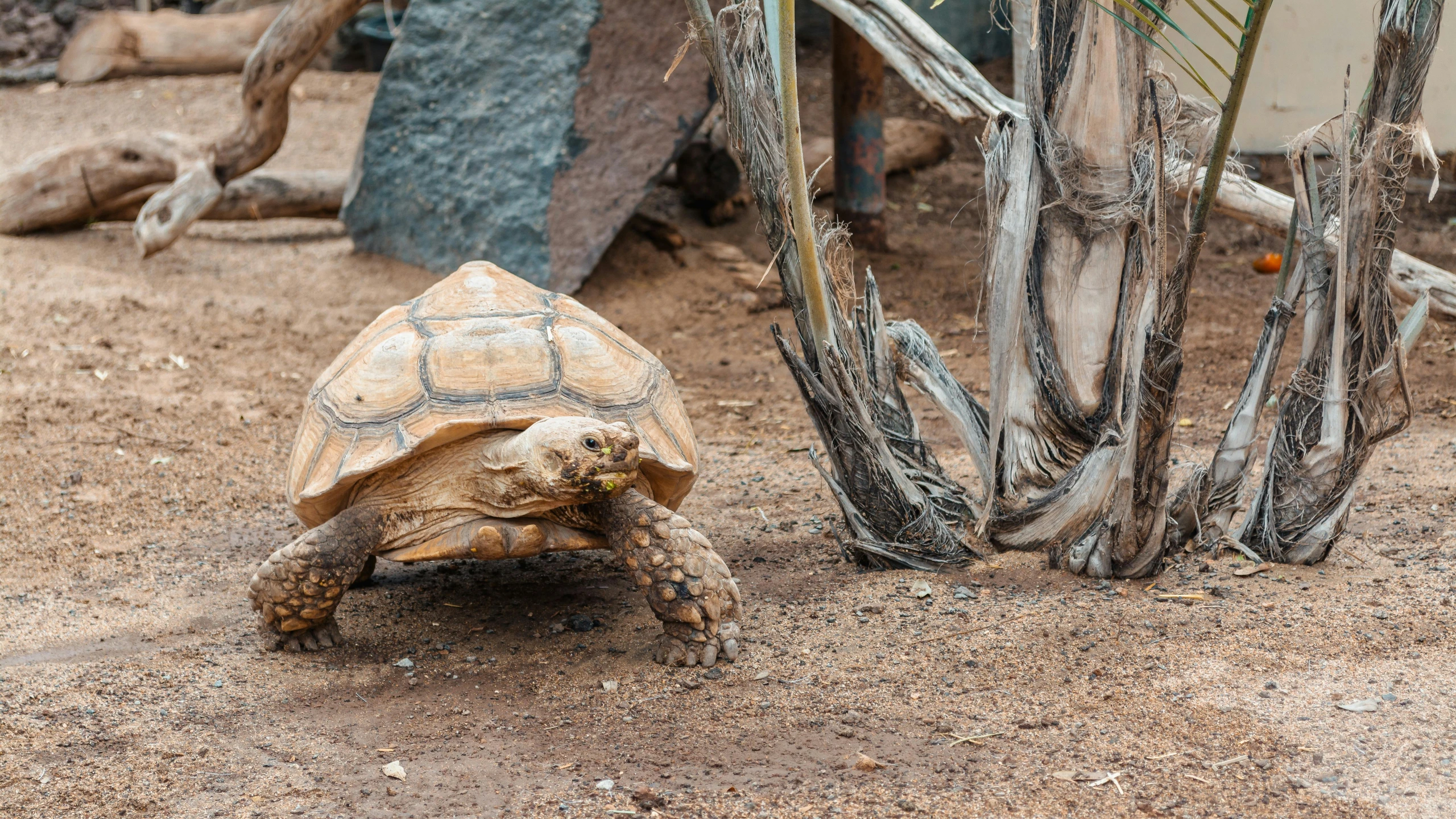 a large tortoise walks near some little trees