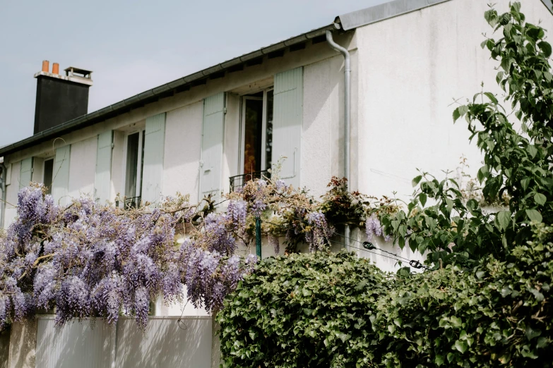 some lavender flowers are growing on a building