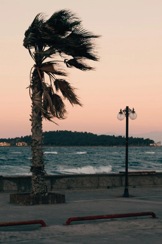 a palm tree on the side of a road with water and shore in background