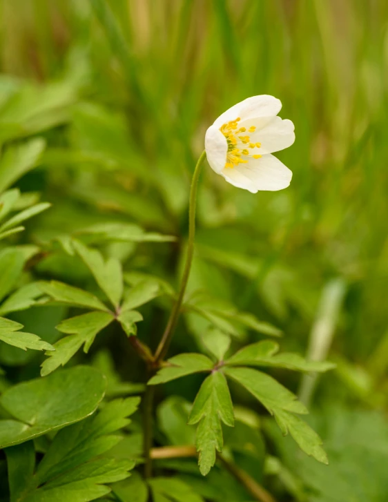 small white flower with yellow center in a green bush