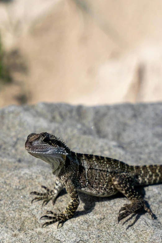 a lizard sitting on a rock near rocks