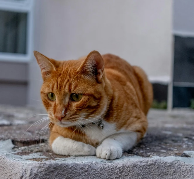 an orange and white cat laying on top of a brick building