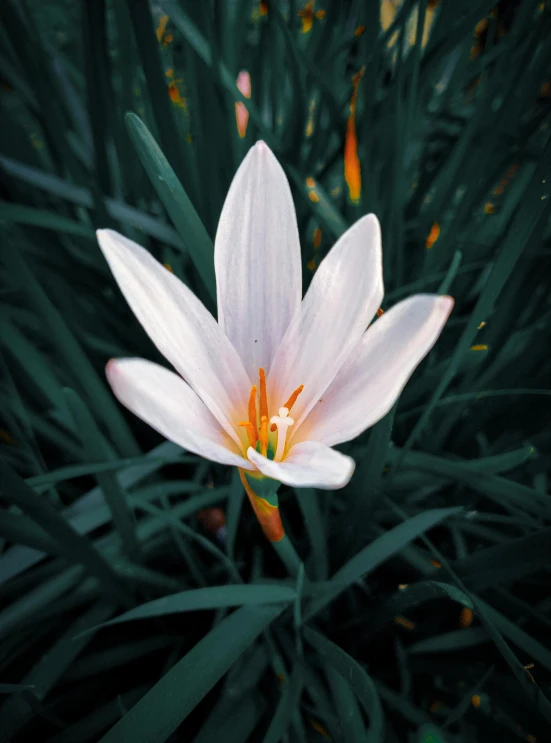 there is a white flower with orange stamens