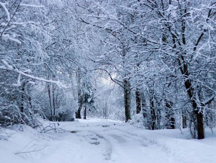 there is a person skiing down a path in the woods