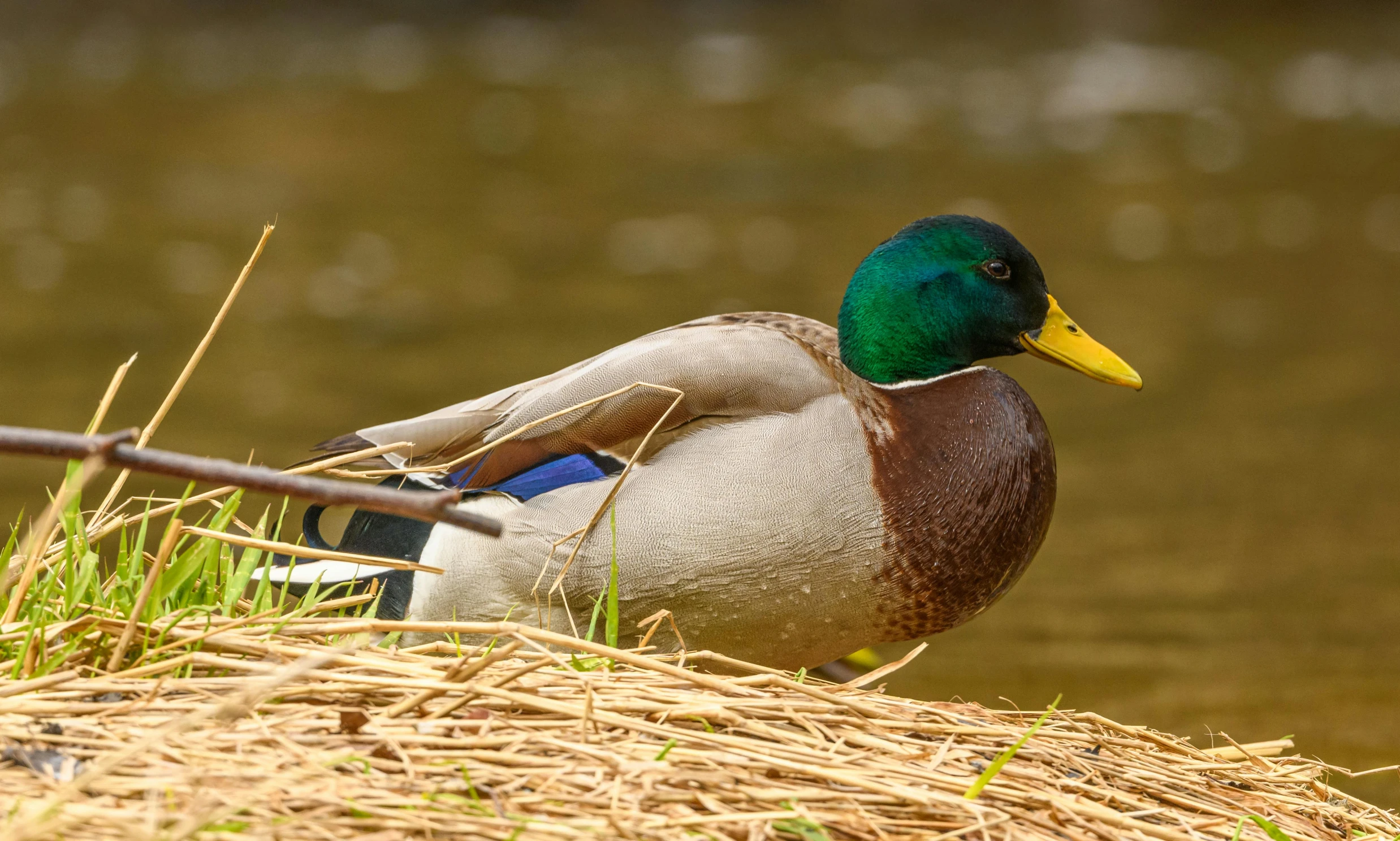 a duck standing on top of a straw nest