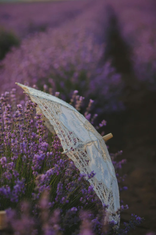 an umbrella laying near a bunch of purple flowers