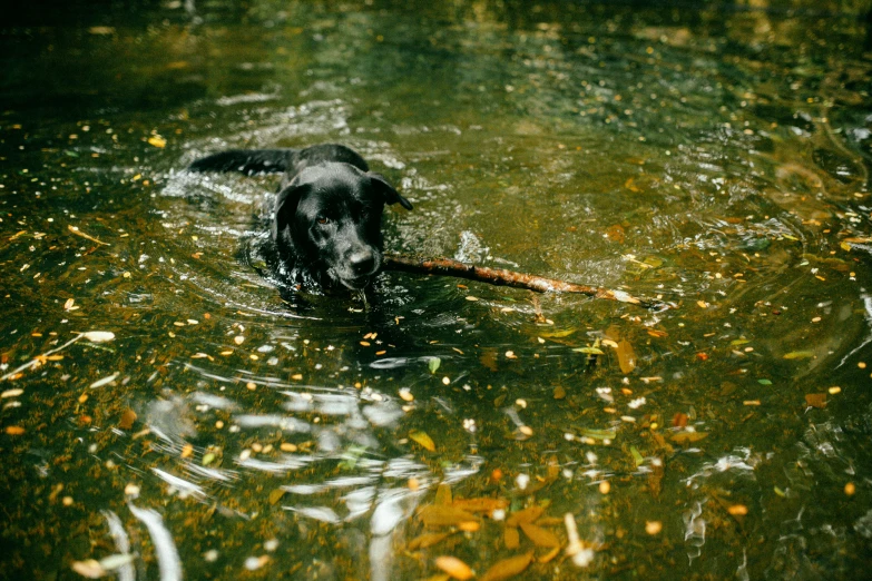 a dog in the water with a stick