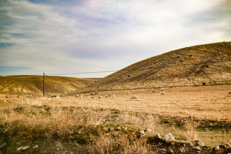 a grassy hill with a few sheep grazing next to it