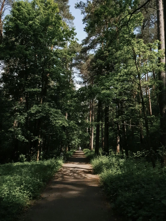 a forest path surrounded by tall, skinny trees