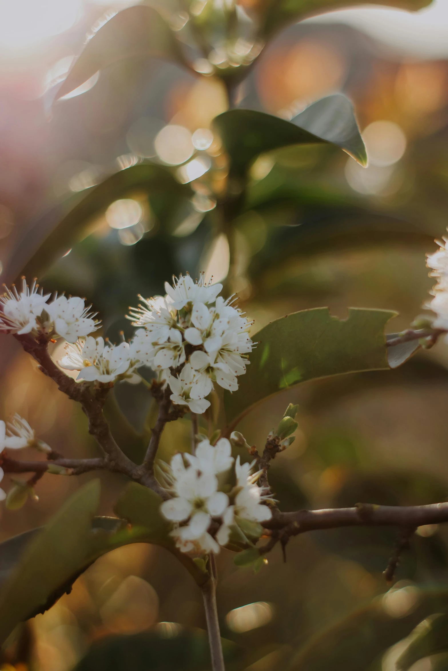 white flowers in a tree, with the sun shining through the leaves