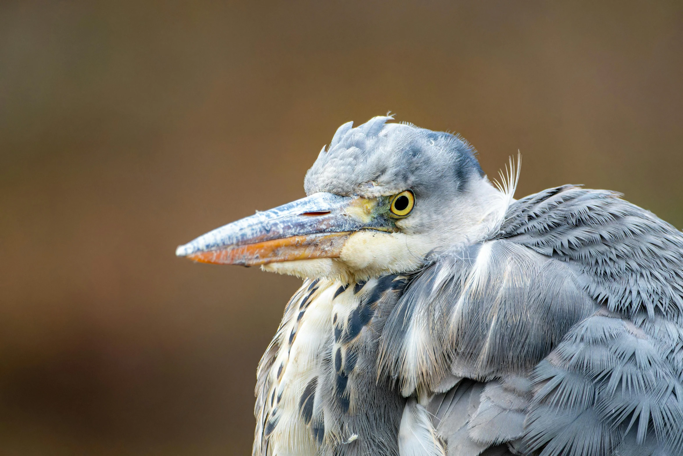 this is a bird with very nice hair