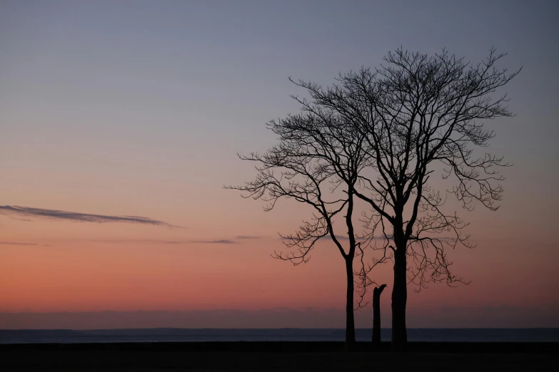 some large trees with nches on one side and a sunset in the other