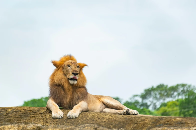 a lion lies down on top of a log