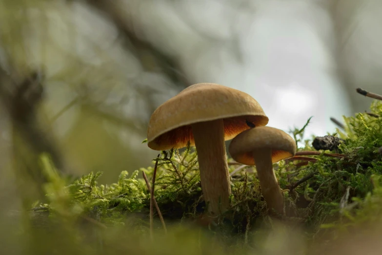 a couple of mushrooms that are in the grass