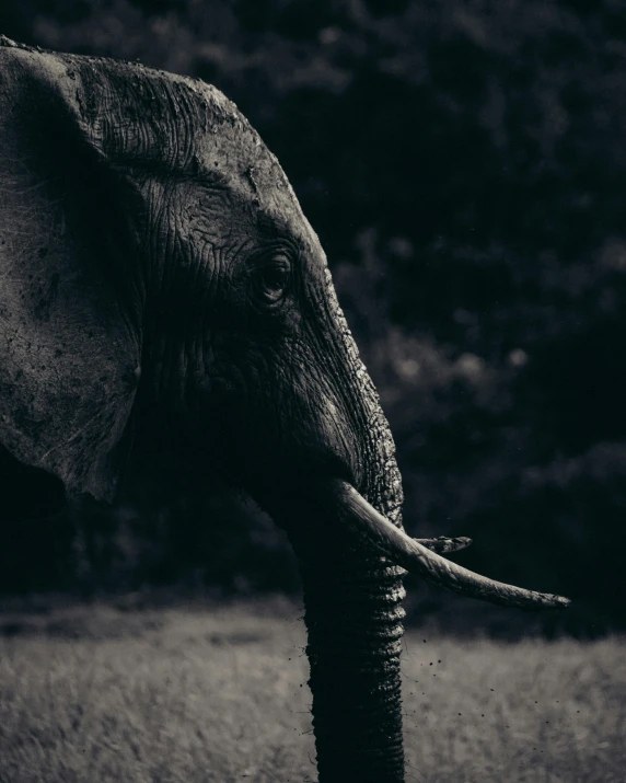 an elephant is looking at the pographer with its trunk curled