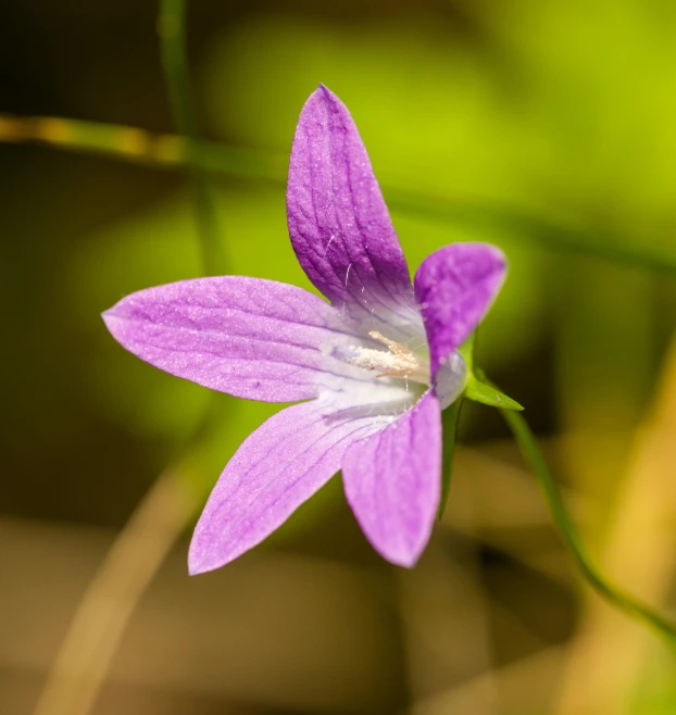 the small purple flower is next to another flower