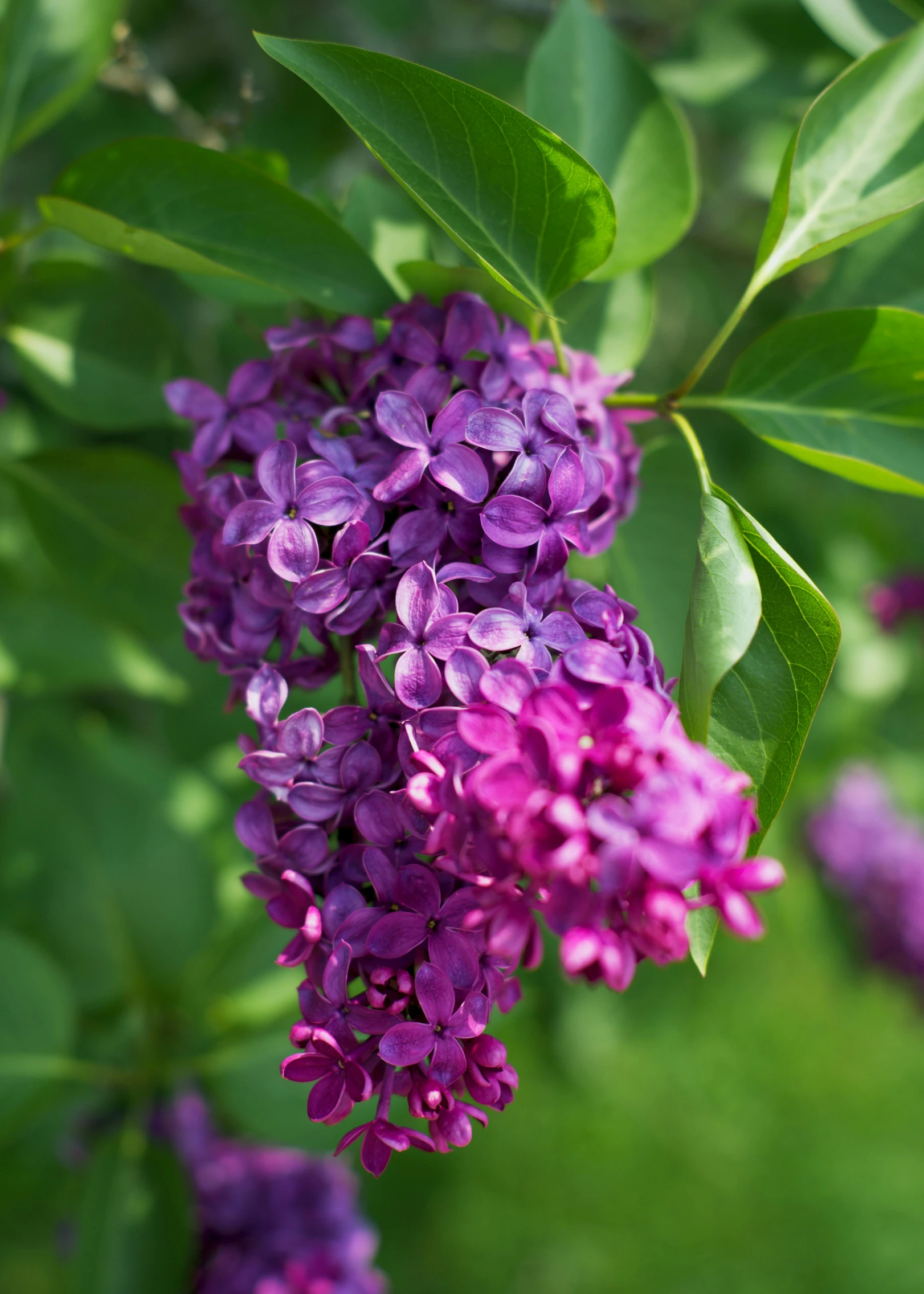 a close up of some purple flowers on a tree