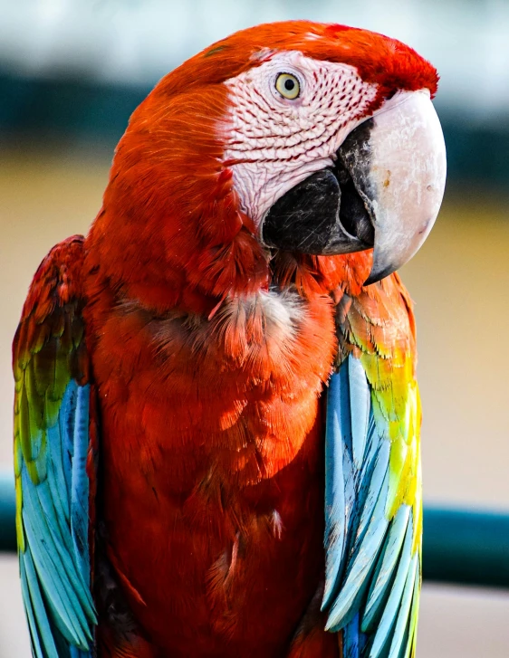 a colorful parrot standing on its back legs