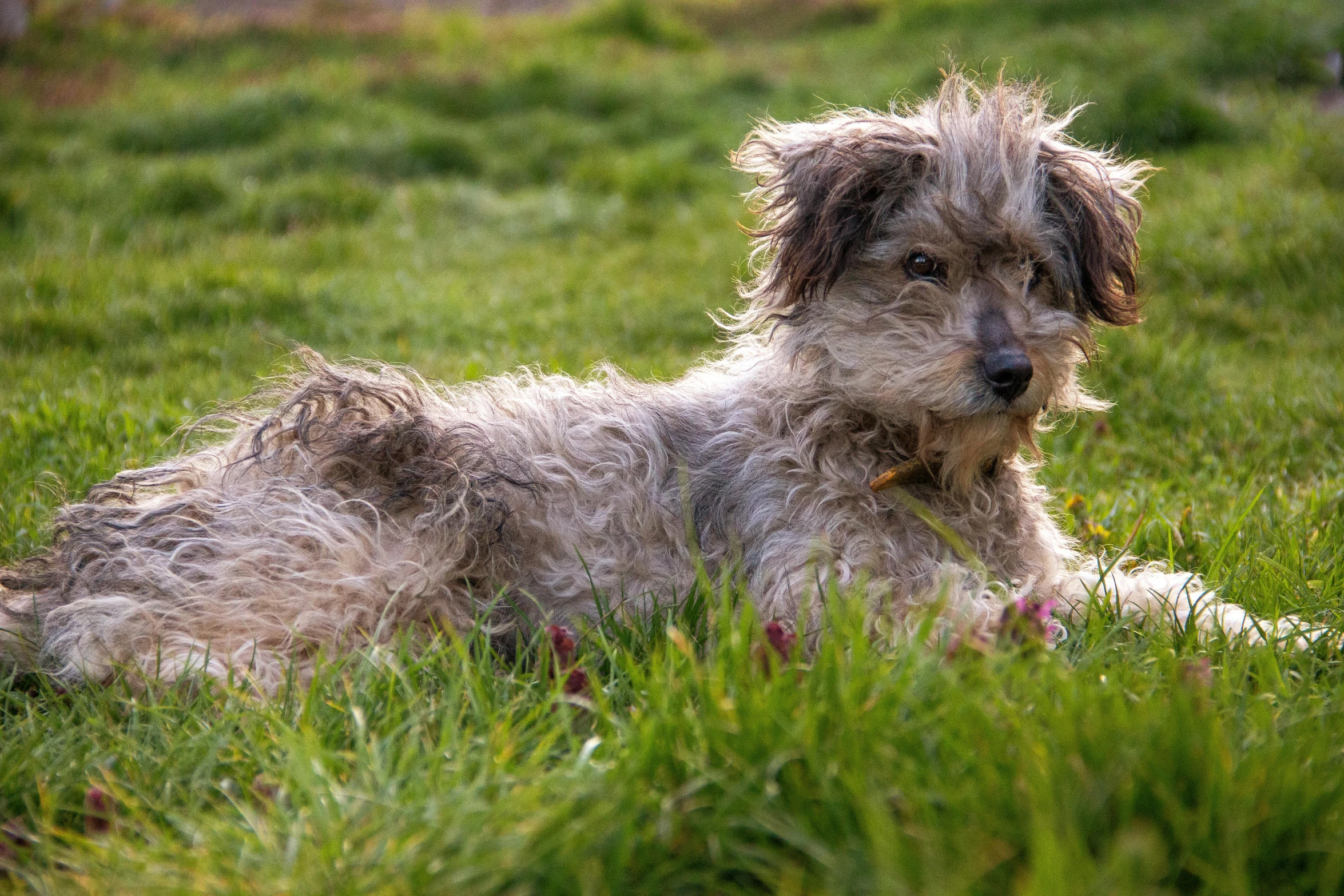 the wet dog is lying in the tall grass