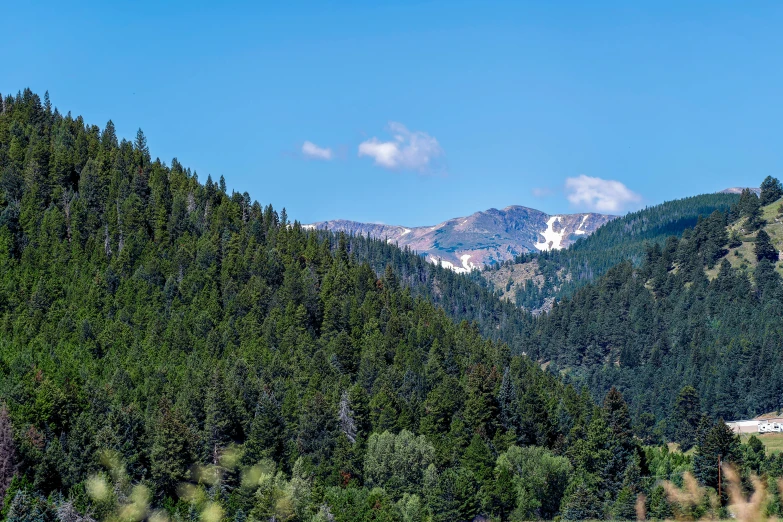 trees near the mountains are covered in snow