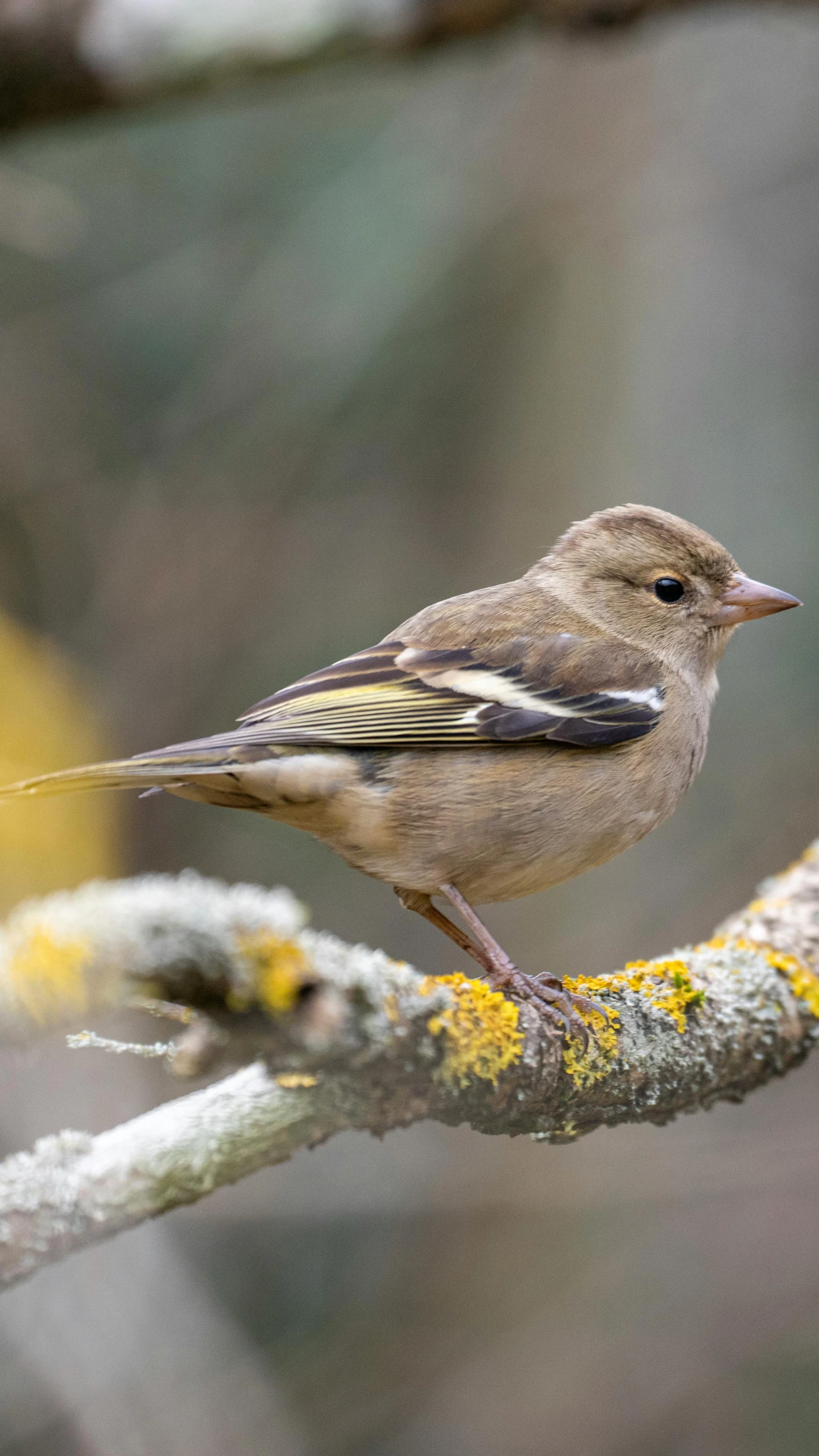 a small bird perched on top of a tree nch