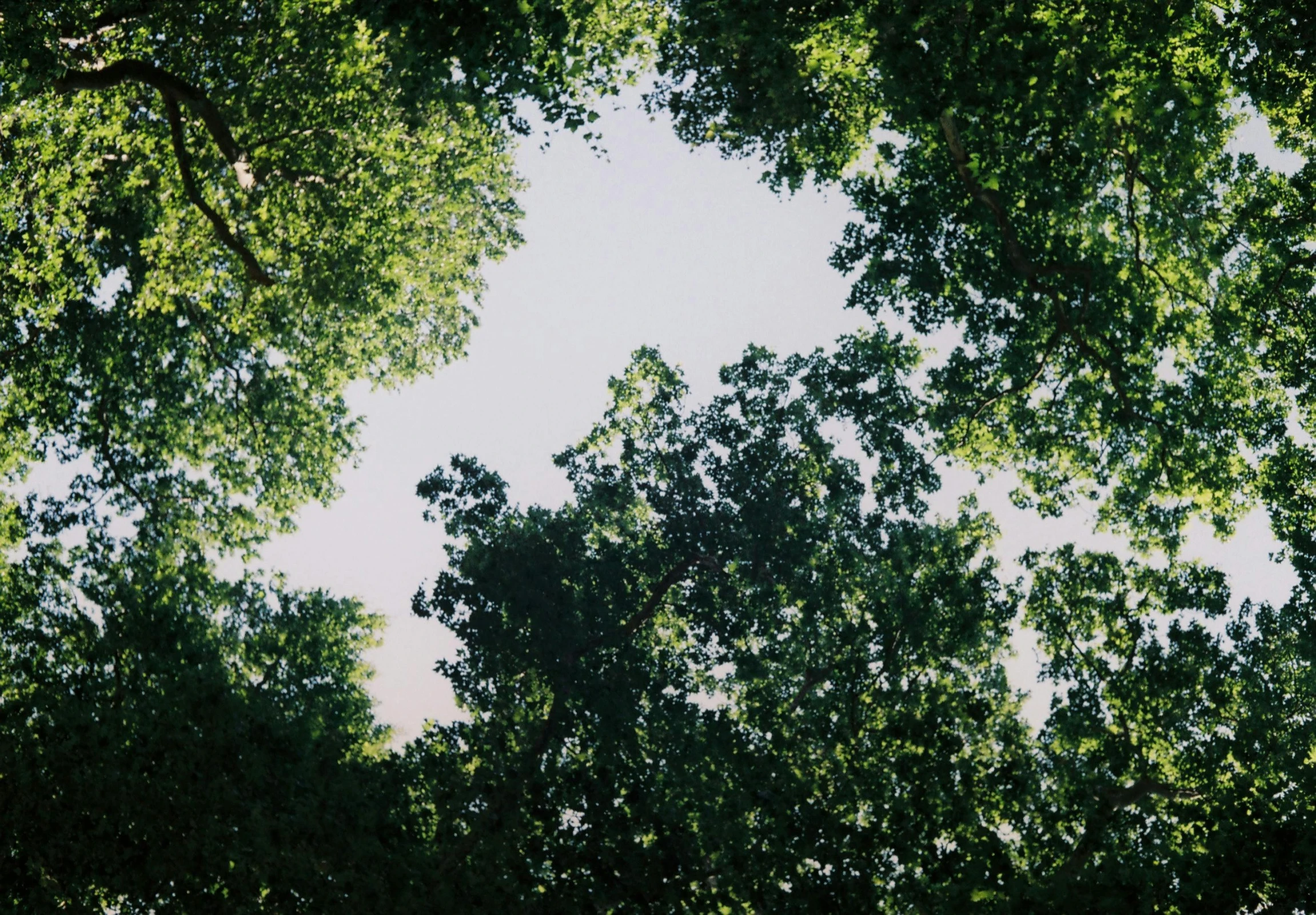 a green forest with trees surrounding it