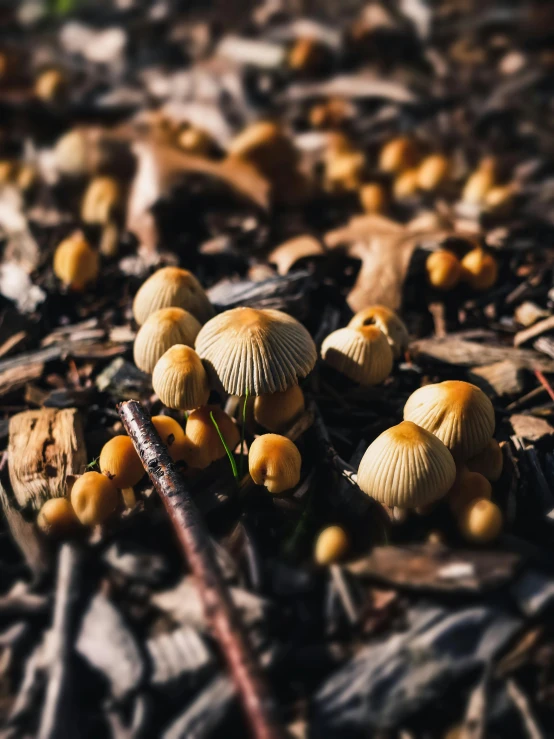 the mushrooms on the ground look like they were about to be eaten