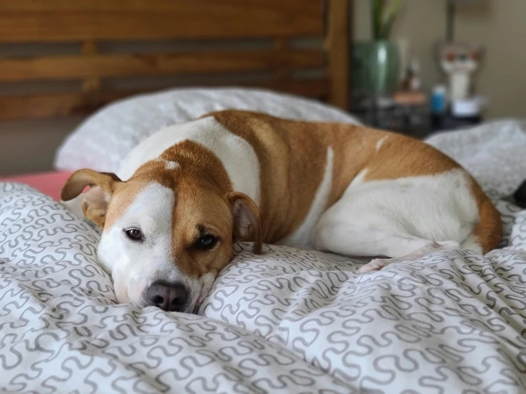 a brown and white dog laying on top of a bed